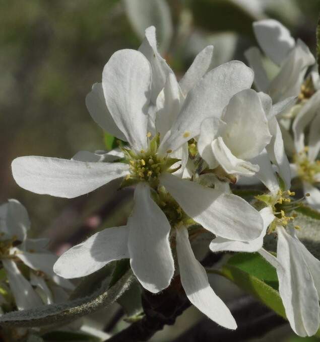 Amelanchier ovalis Medik.