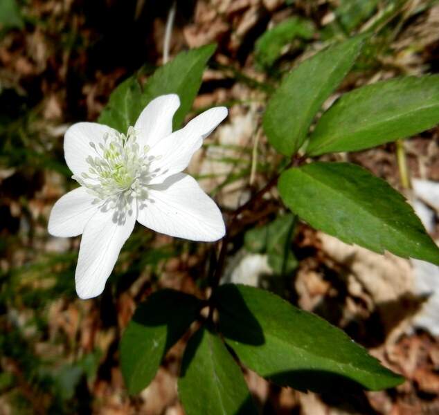 Anemonoides trifolia (L.) Holub