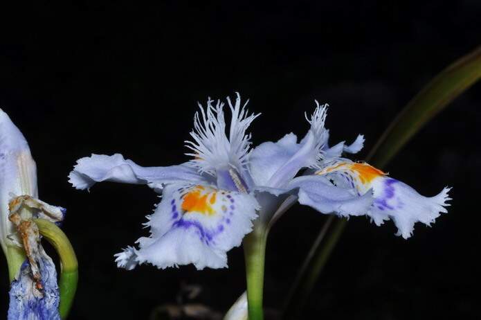 Iris japonica Thunb.