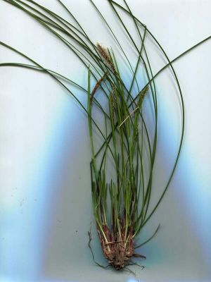 Carex ferruginea subsp. tendae - 