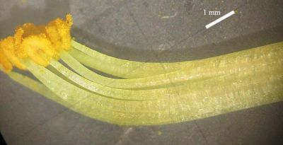 Cytisus spinescens C. Presl 