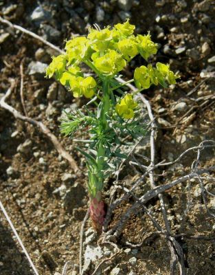 Euphorbia cyparissias - 