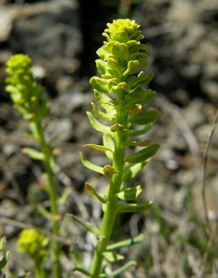Euphorbia cyparissias - North America