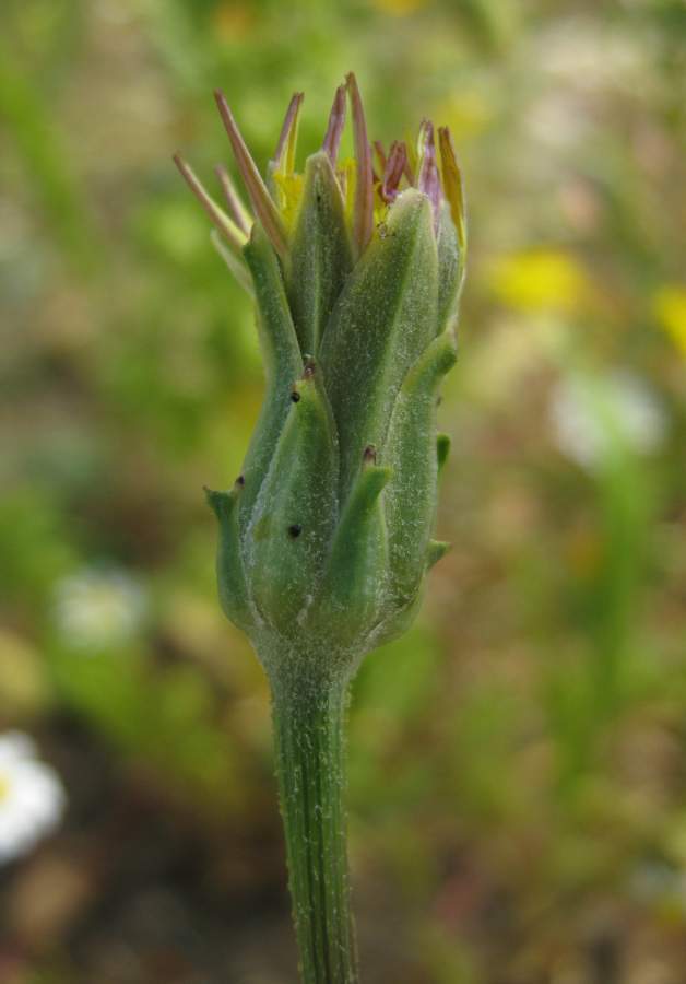 Podospermum laciniatum subsp. decumbens (Guss.) Gemeinholzer & Greuter