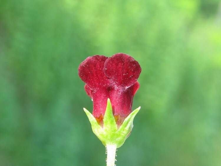 Scrophularia peregrina L.