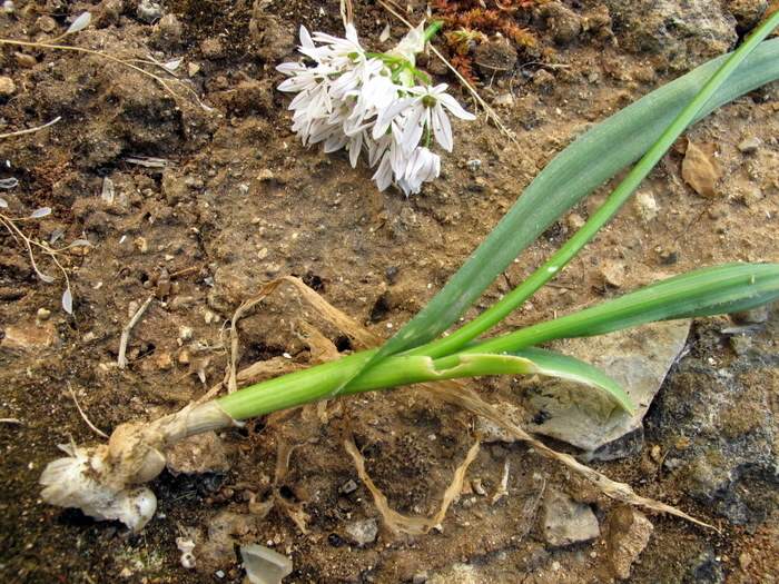 Allium trifoliatum Cirillo