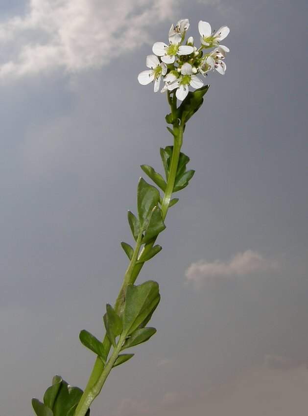 Cardamine amara L. subsp. amara