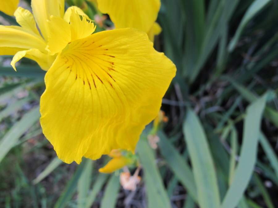 Iris pseudacorus L.