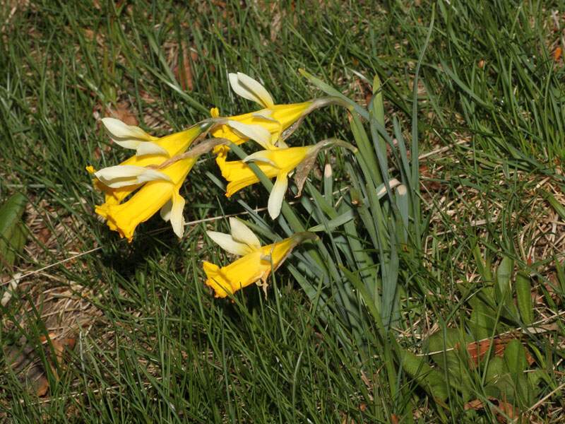 Narcissus pseudonarcissus L. subsp. pseudonarcissus