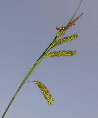 Carex riparia - 