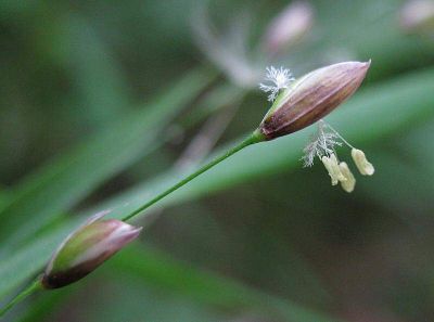 Melica uniflora