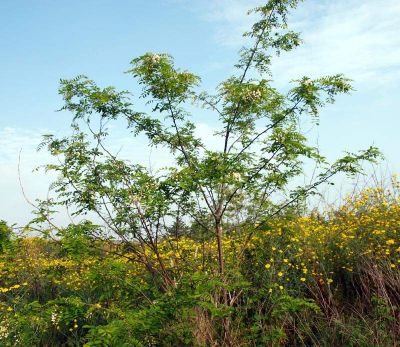 Robinia pseudoacacia