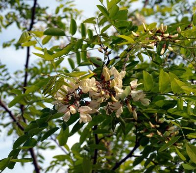 Robinia pseudoacacia