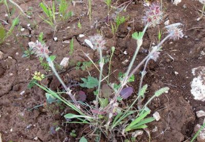 Trifolium stellatum