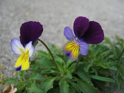 Viola tricolor