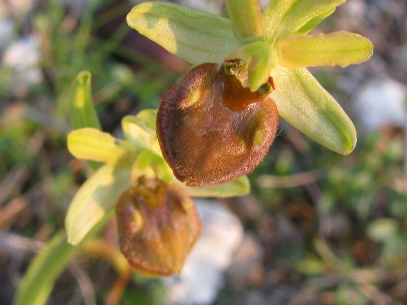 Ophrys sphegodes Mill. subsp. sphegodes