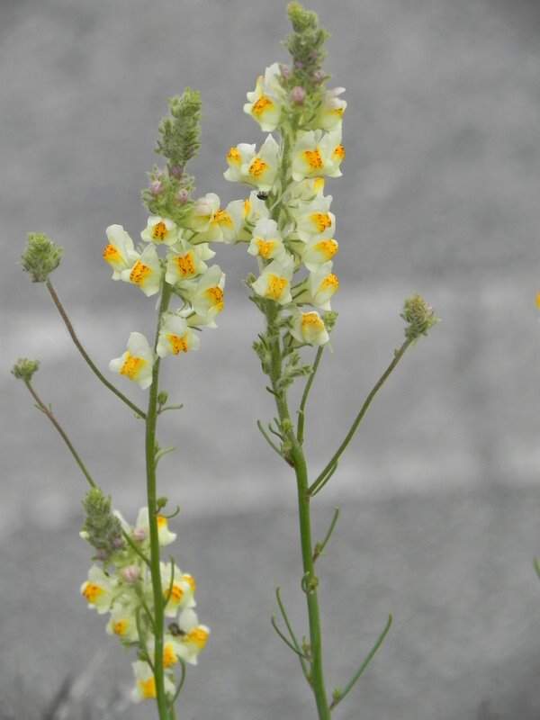 Linaria heterophylla Desf.