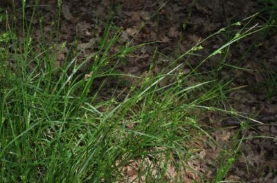 Carex depauperata