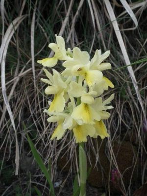 Orchis pauciflora - 