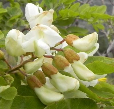 Robinia pseudoacacia
