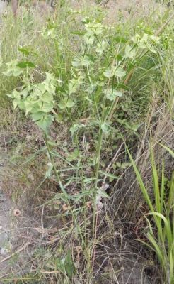 Euphorbia serrata - 