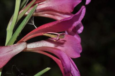 Gladiolus communis subsp. byzantinus