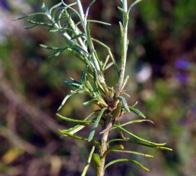 Helichrysum italicum (Roth) G. Don 