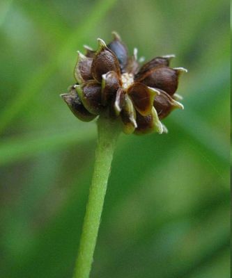 Ranunculus acris - 