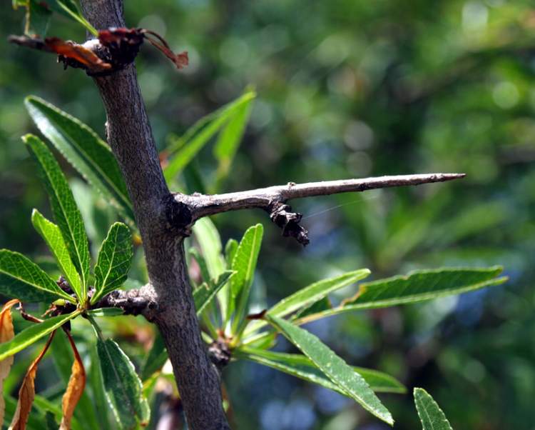 Prunus webbii (Spach) Vierh.