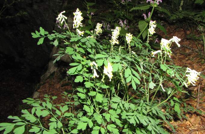 Pseudofumaria alba (Mill.) LidÃ©n subsp. alba