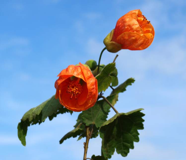 Abutilon grandiflora Abutilon grandiflora