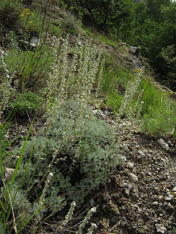 Artemisia lanata Willd. [non Lam. ]