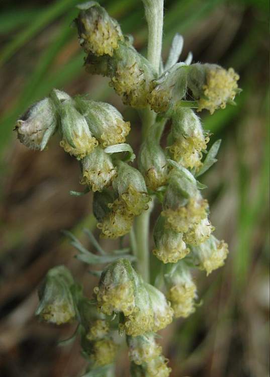 Artemisia lanata Willd. [non Lam. ]
