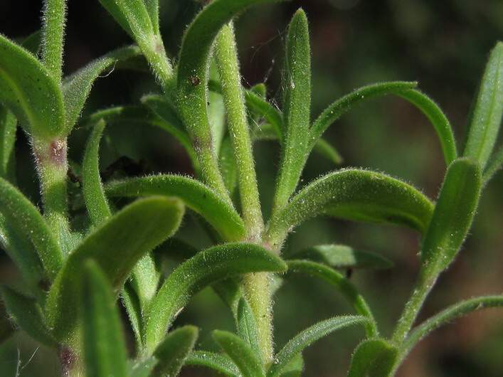 Cerastium arvense L. subsp. arvense