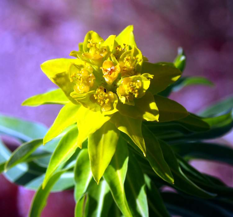 Euphorbia ceratocarpa Ten.