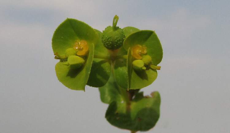 Euphorbia platyphyllos L.