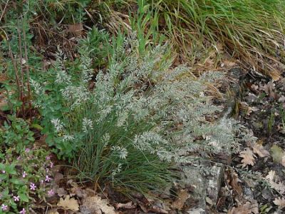 Festuca valesiaca Gaudin