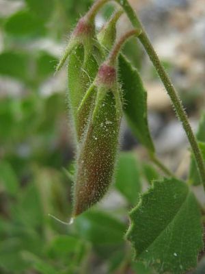 Ononis rotundifolia - 