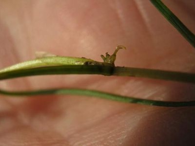 Zannichellia palustris - a