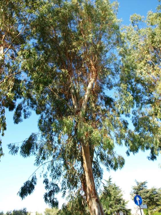 Eucalyptus camaldulensis Dehnh.