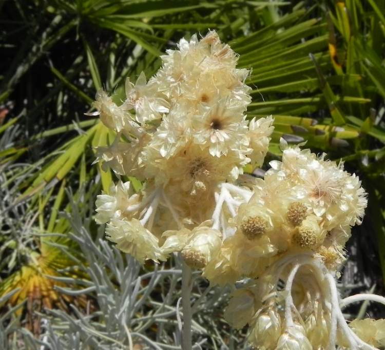 Helichrysum rupestre DC., nom. illeg.