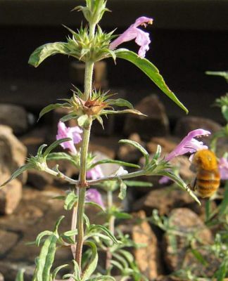 Galeopsis angustifolia - 