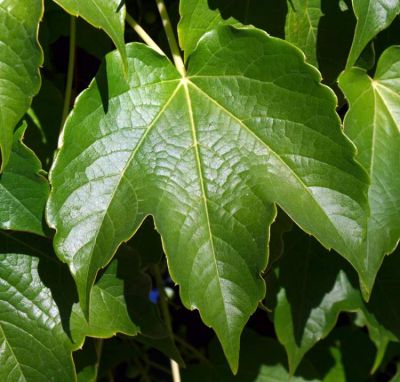 Parthenocissus tricuspidata - a