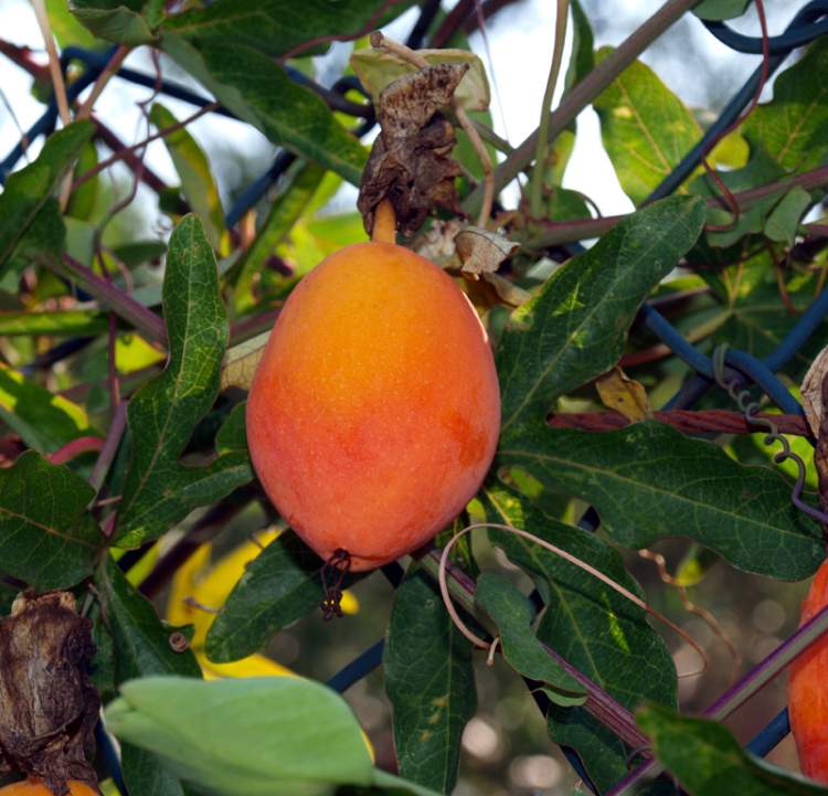 Passiflora caerulea L.