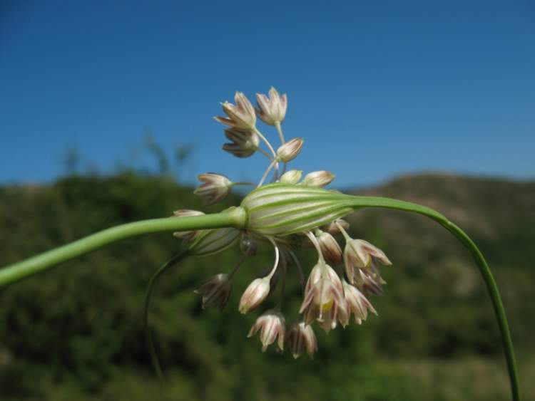 Allium tenuiflorum Ten.