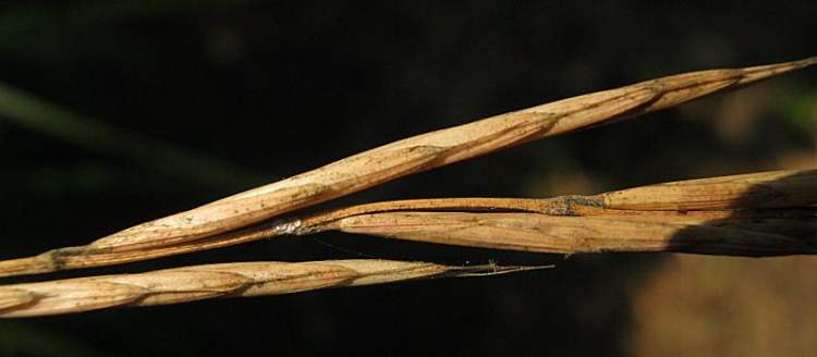 Brachypodium sylvaticum (Huds.) P. Beauv.