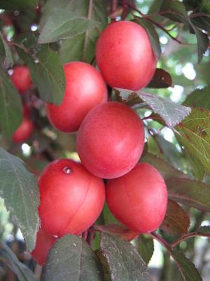 Prunus cerasifera - North America
