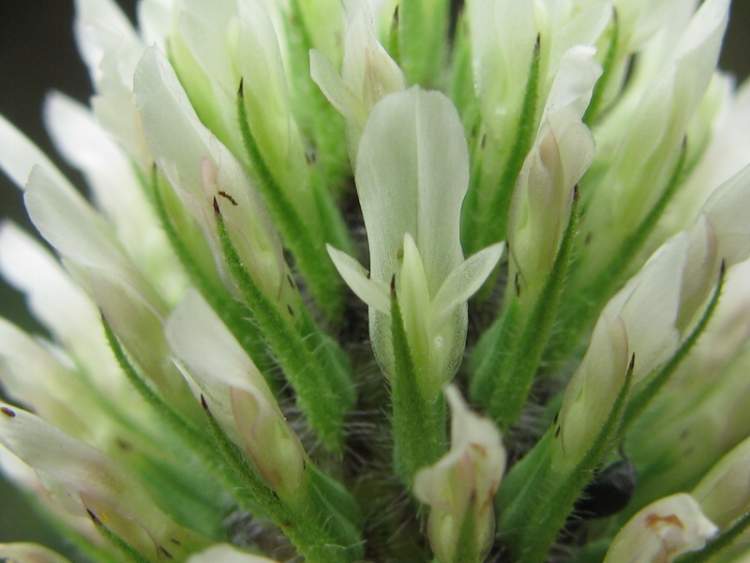 Trifolium squarrosum L.