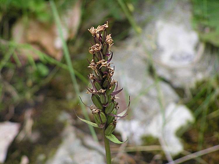Dactylorhiza maculata (L.) SoÃ³