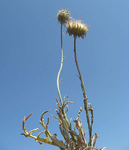 Jurinea mollis (L.) Rchb. subsp. mollis